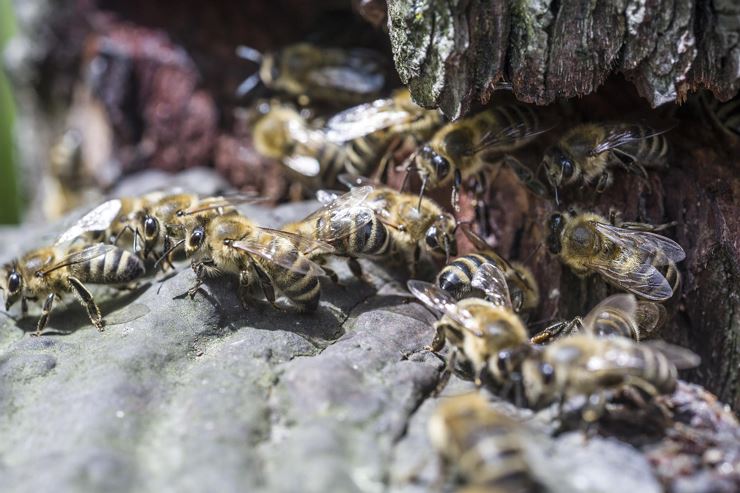 Bienenabenteuer in der Tiroler Bienenalm
