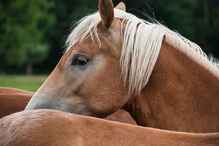 Haflinger_Kufsteinerland