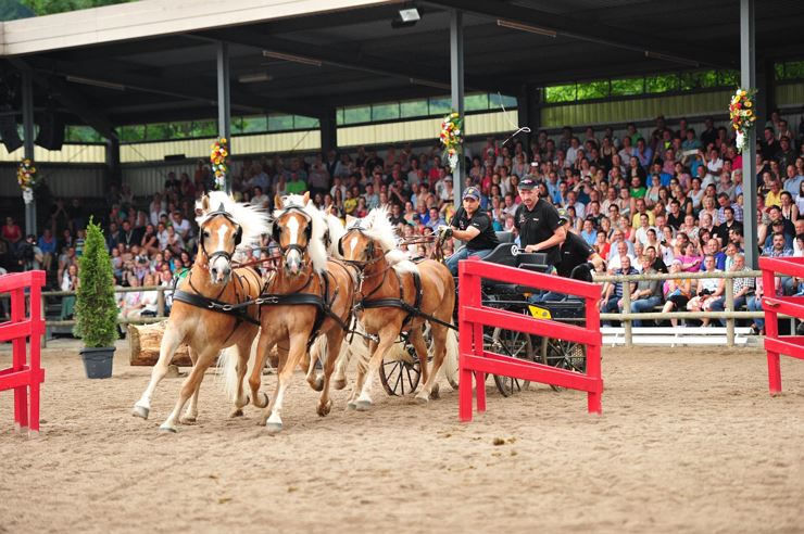 Haflinger Horse Show