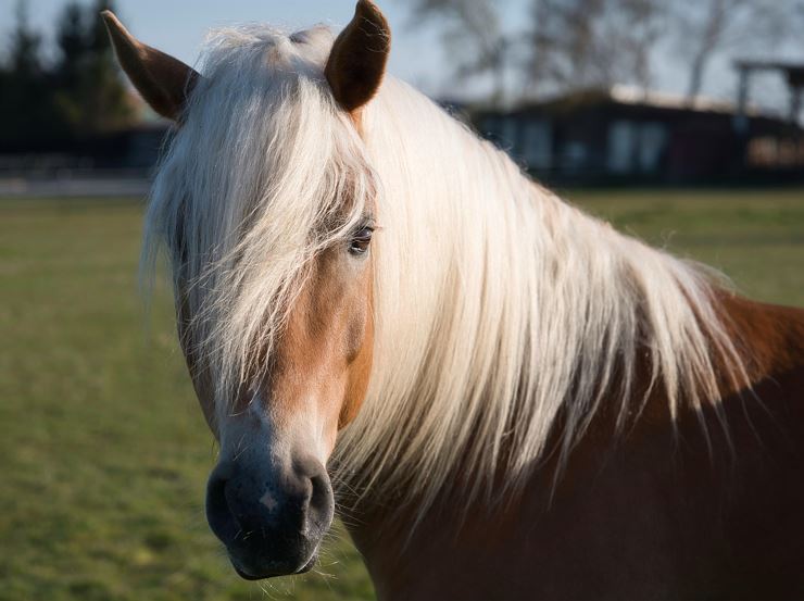 Haflinger