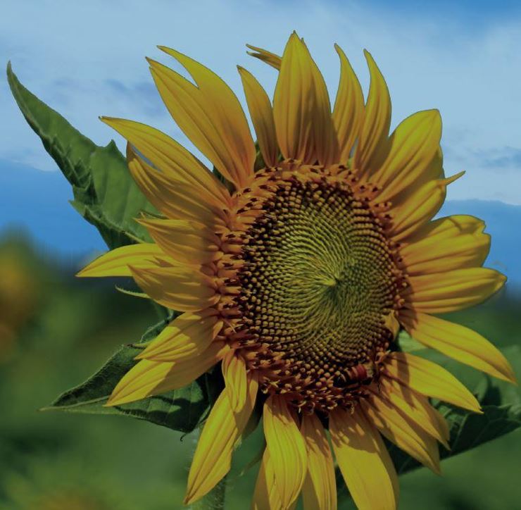 sonnenblume