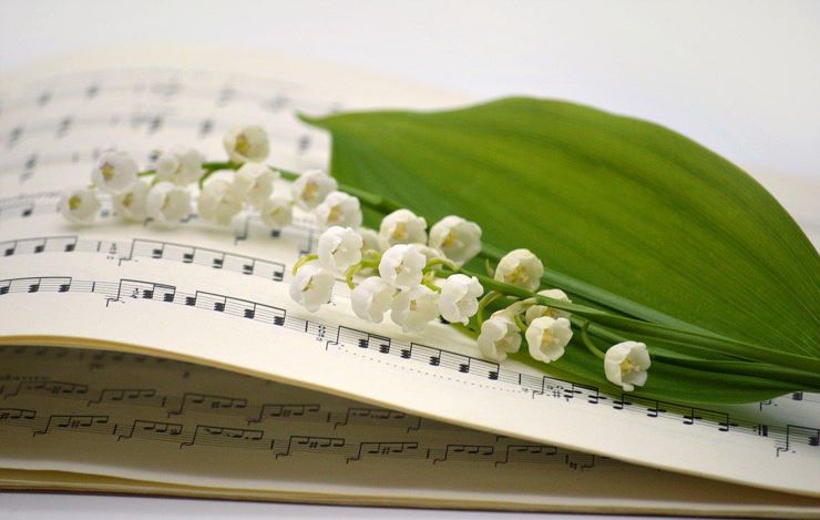 Lily of the vallay