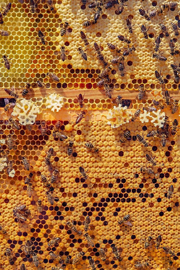 Bienen