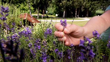 Herbal excursion according to Hildegard von Bingen