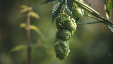 Hops picking with Going Artenreich & Homebase Tirol