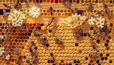Blick in den Bienenstock – spannende Einblicke in die Imkerei