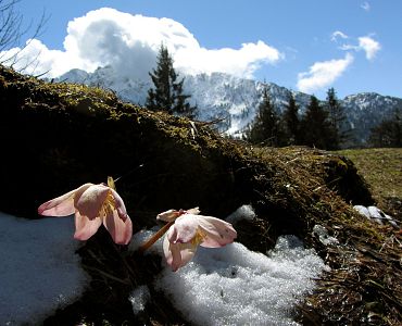 schneerose-mit kaisergebirge(c)harrylöffel