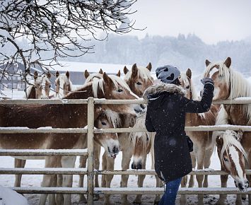 Fohlenhof_Haflinger(c)Loewenzahm