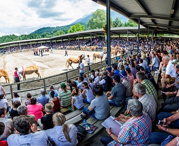 Haflinger Weltausstellung - die größte Pferderasseschau